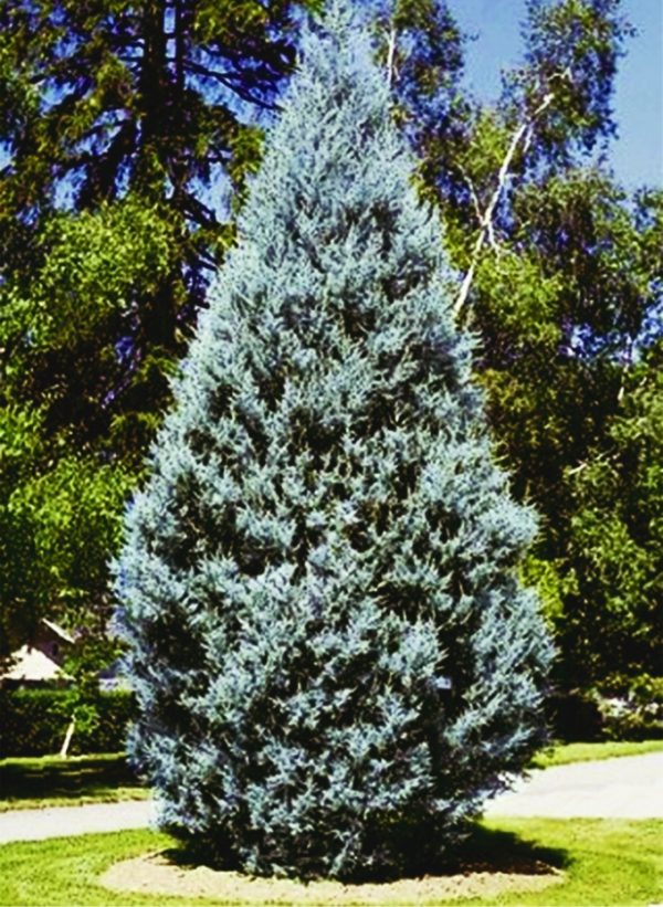 Cupressus arizonica Fastigiata