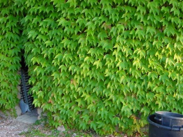 Parthenocissus veitchii (Ampelopsis)