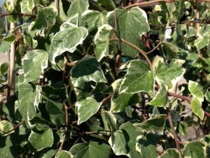 Hedera Gloire de Marengo