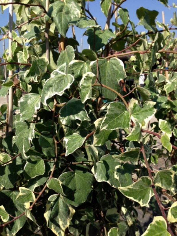 Hedera Gloire de Marengo