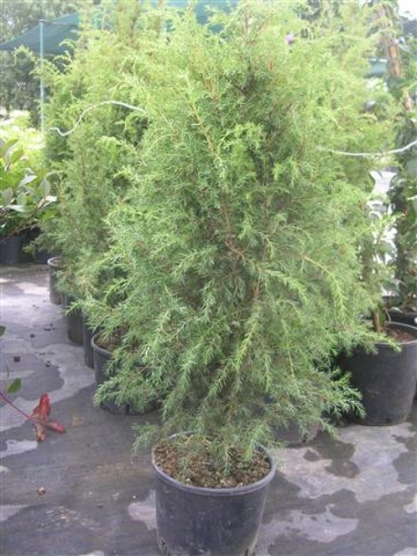 Juniperus communis Hybernica