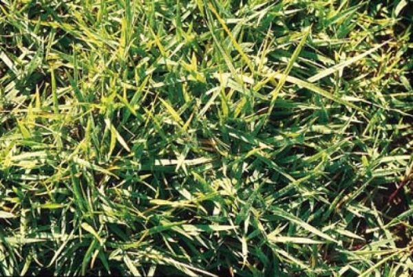Zoysia japonica