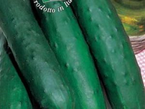 Cetriolo Marketer