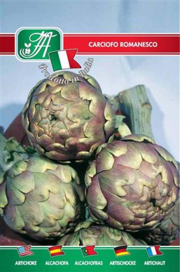 Carciofo romanesco