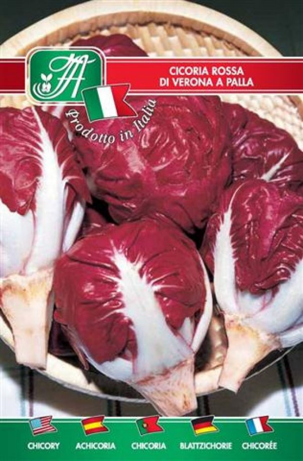 Cicoria rossa di Verona a palla