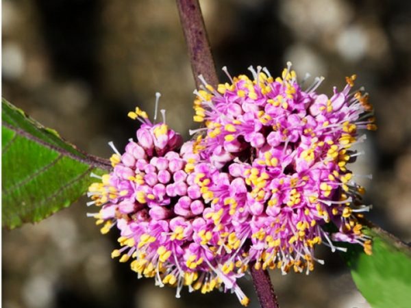 Callicarpa bodinieri Profusion