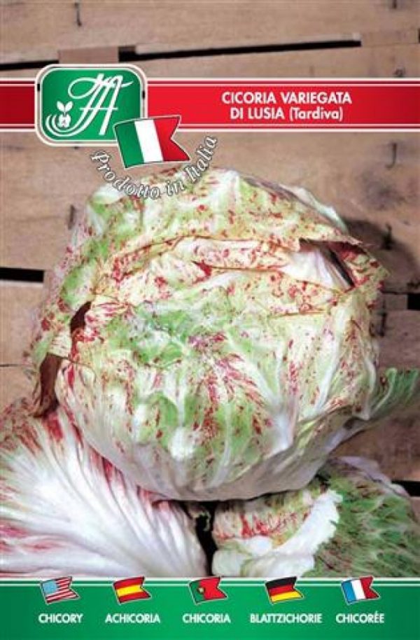 Cicoria variegata di Lusia