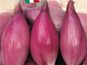 Cipolla rossa lunga di Firenze