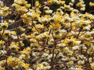 Edgeworthia chrysantha