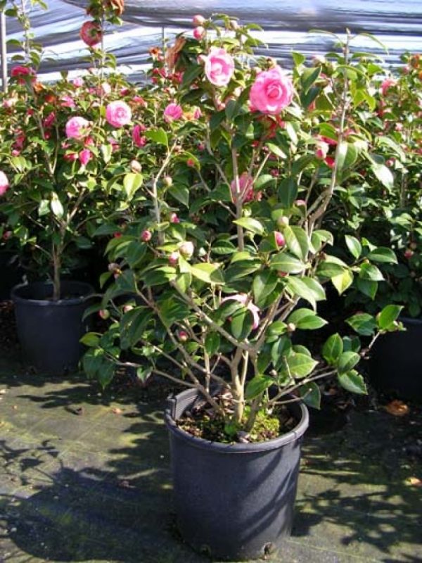 Camellia japonica