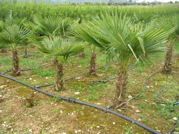 Chamaerops excelsa (Trachycarpos)