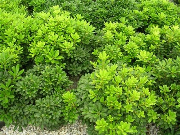 Pittosporum tobira Nanum