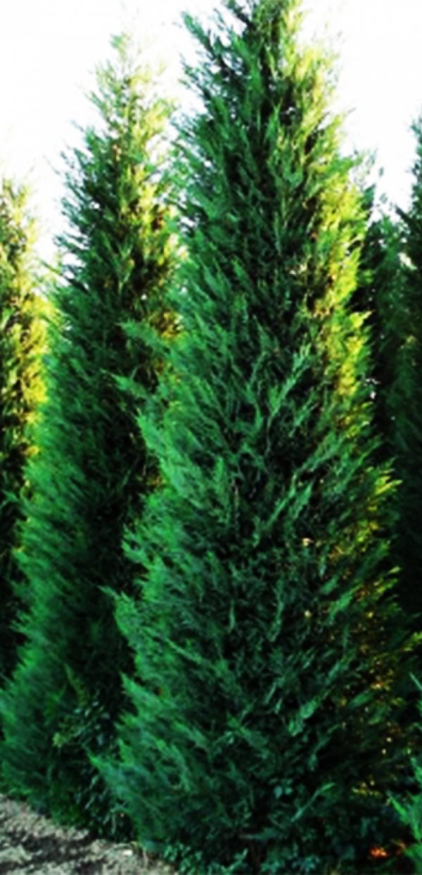 Cupressocyparis x Leylandii 'Variegatus
