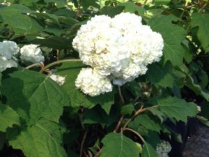 Hydrangea quercifolia
