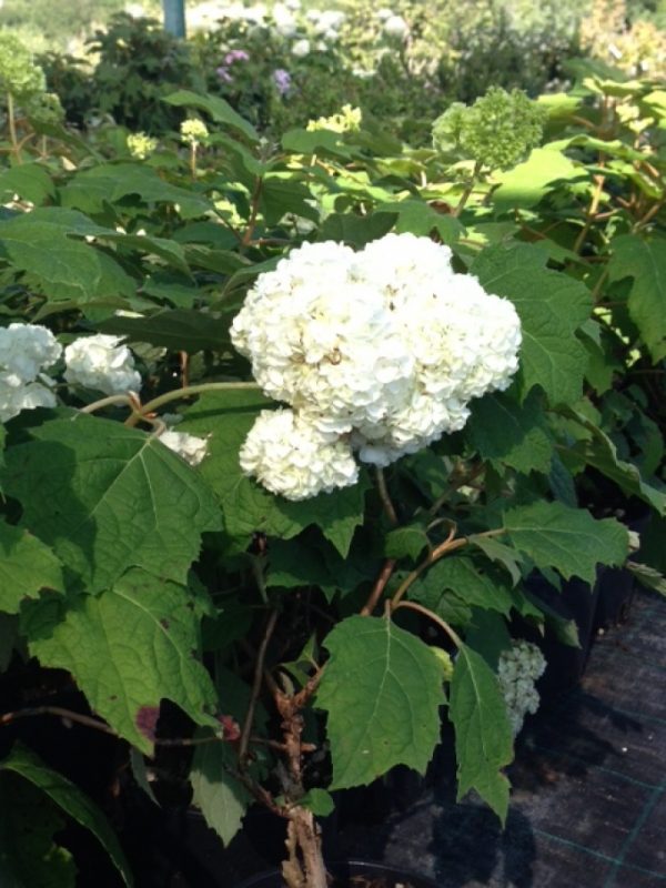 Hydrangea quercifolia