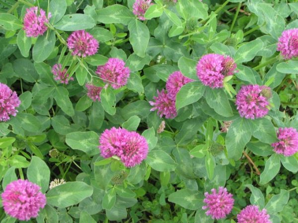 Trifolium pratense