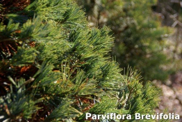 Pinus parviflora (Pinus pentaphylla)