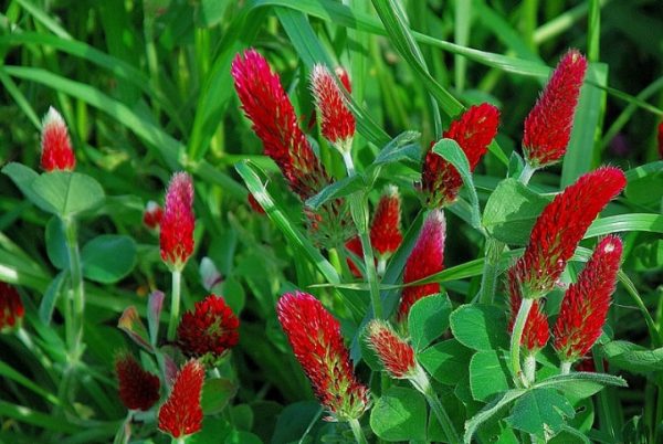Trifolium incarnatum