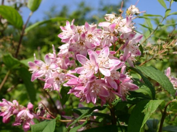 Deutzia rosea