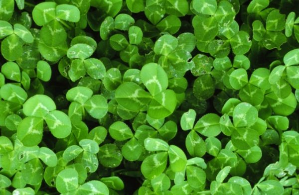 Trifolium repens