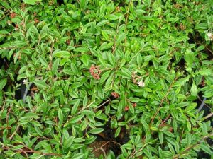 Cotoneaster salicifolius repens
