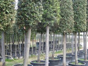 Quercus ilex