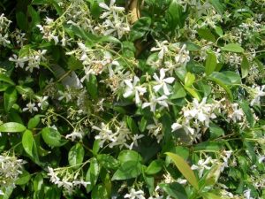 Rhyncospermum jasminoides (Trachelospermum)