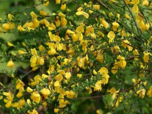 Cytisus scoparius