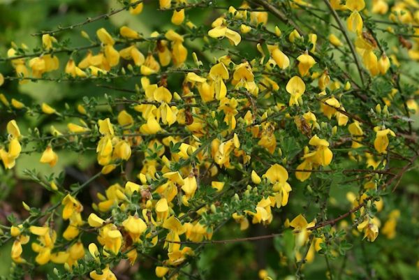 Cytisus scoparius