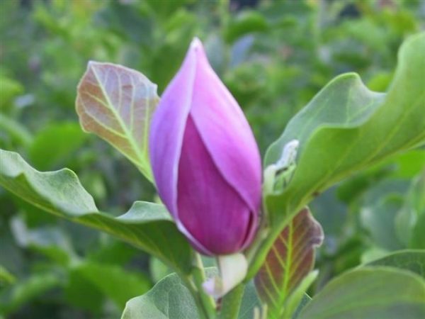 Magnolia soulangeana