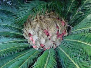 Cycas revoluta