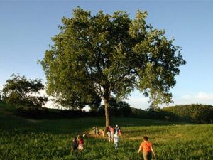 Quercus pubescens