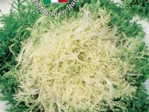 Indivia riccia di Ruffec