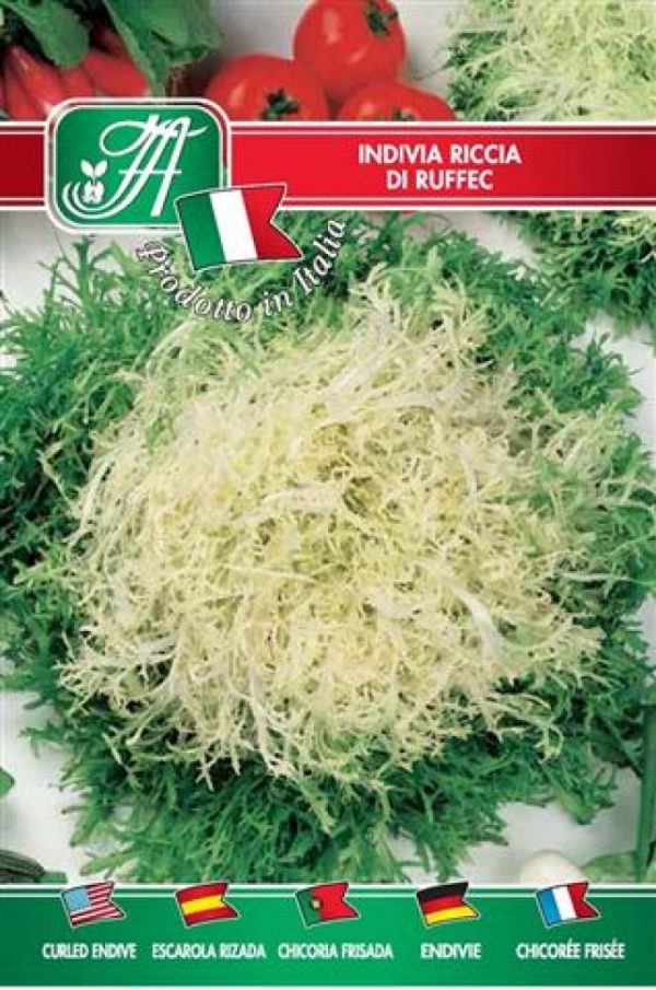Indivia riccia di Ruffec