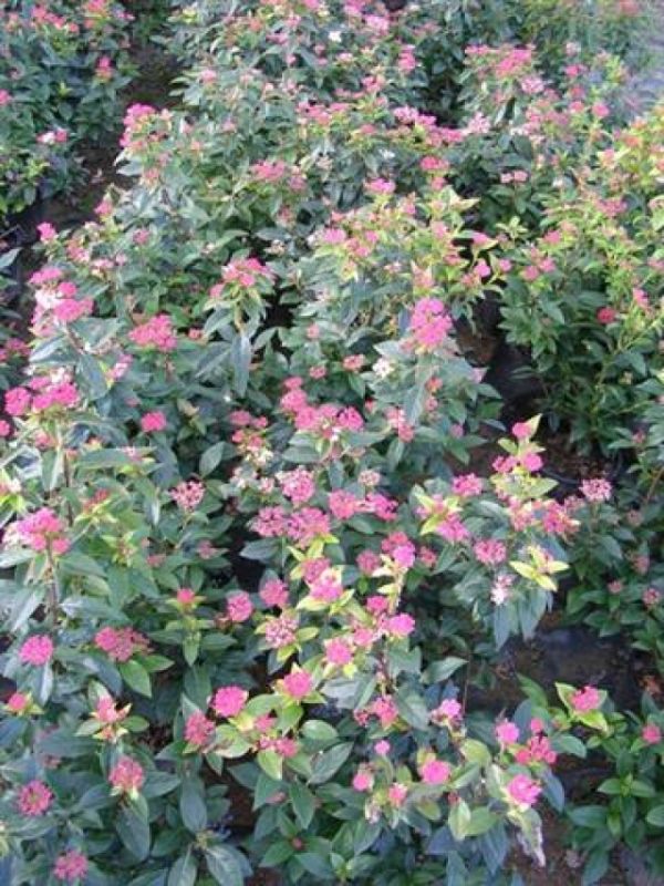 Viburnum tinus Eve Price