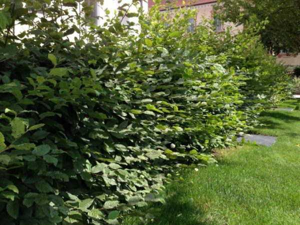 Carpinus betulus