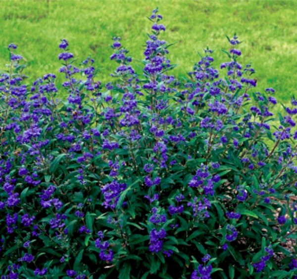 Caryopteris Heavenly Blue