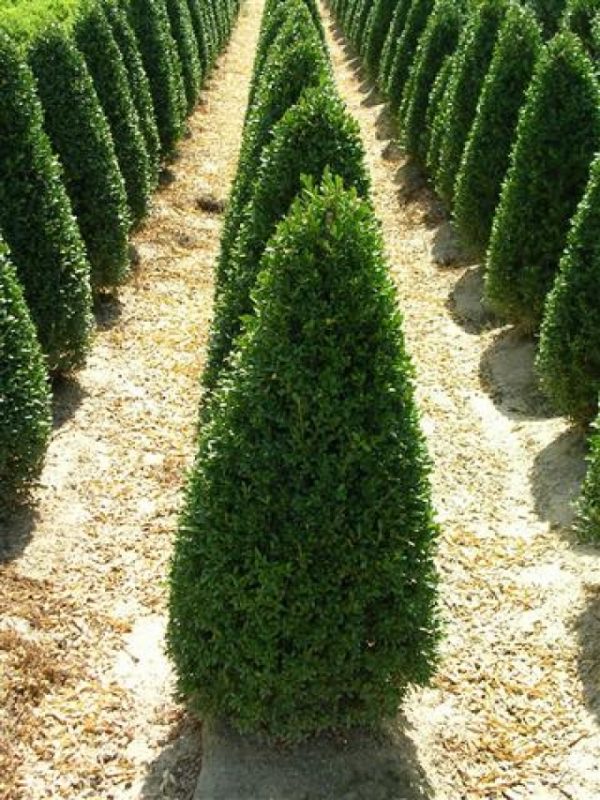 Buxus sempervirens