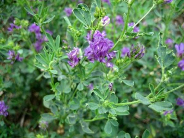 Medicago sativa
