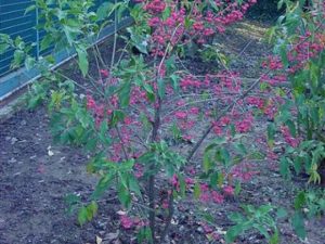 Euonymus europaeus