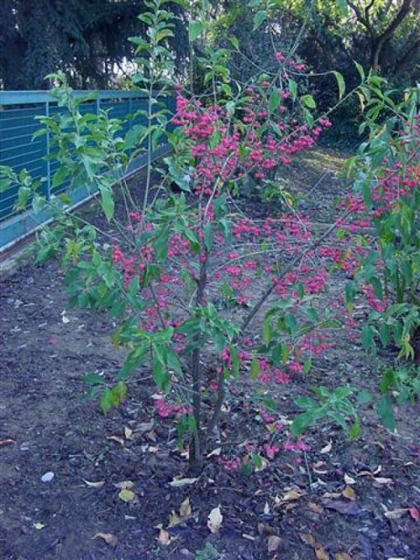 Euonymus europaeus