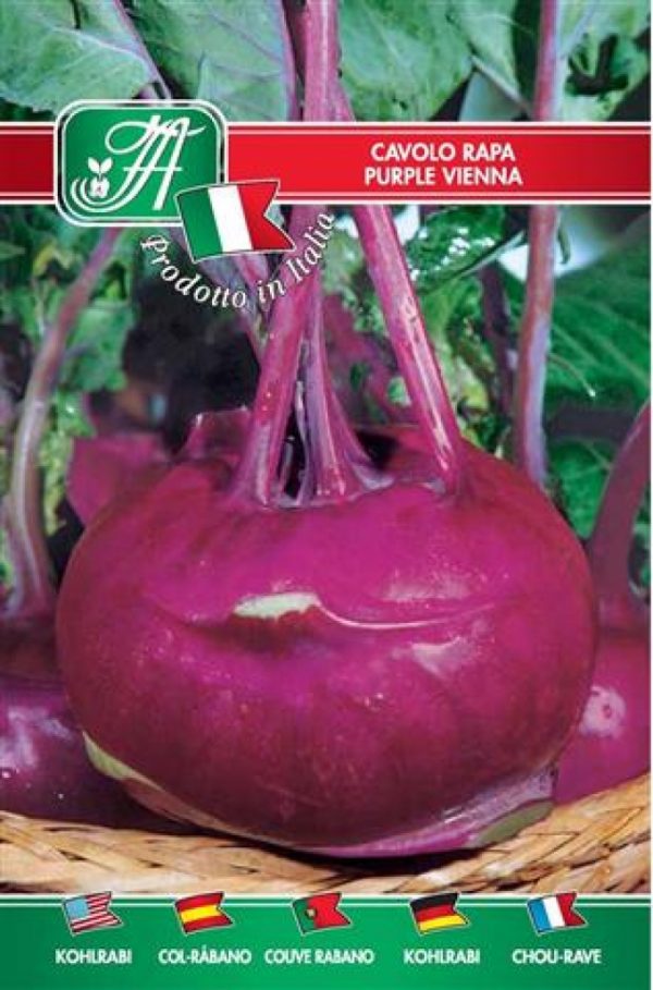 Cavolo rapa di Vienna violetto