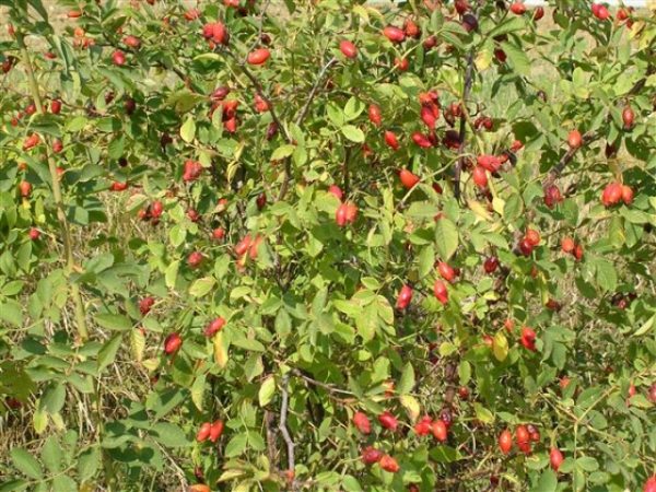 Rosa laxa (R. froebelii)