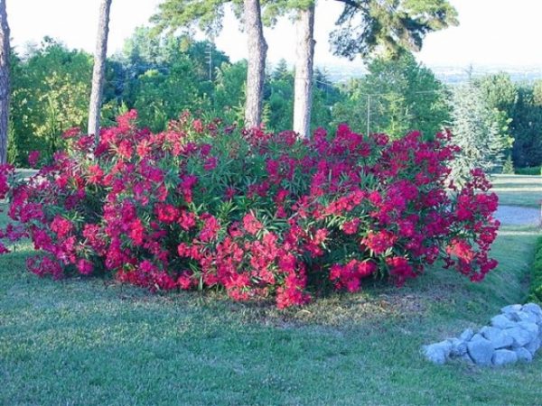 Nerium oleander