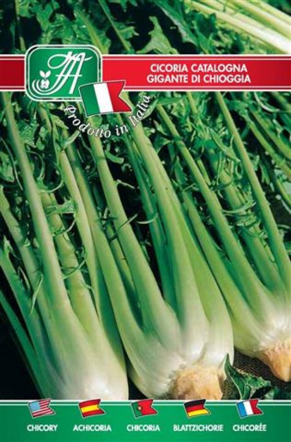 Cicoria Catalogna gigante di Chioggia