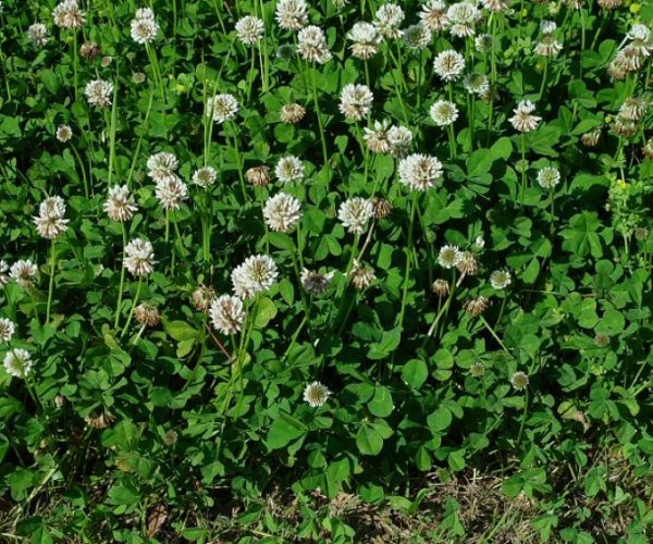 Trifolium hybridum