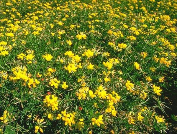 Lotus cornicolatus