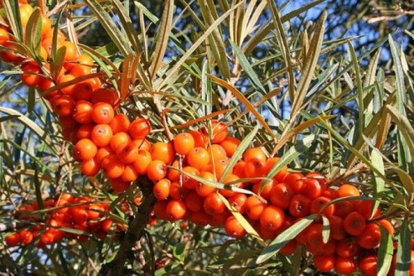 Hippophae rhamnoides