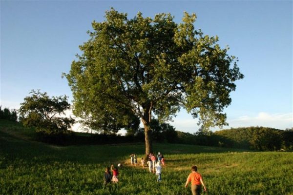 Quercus pubescens (Q. lanuginosa)