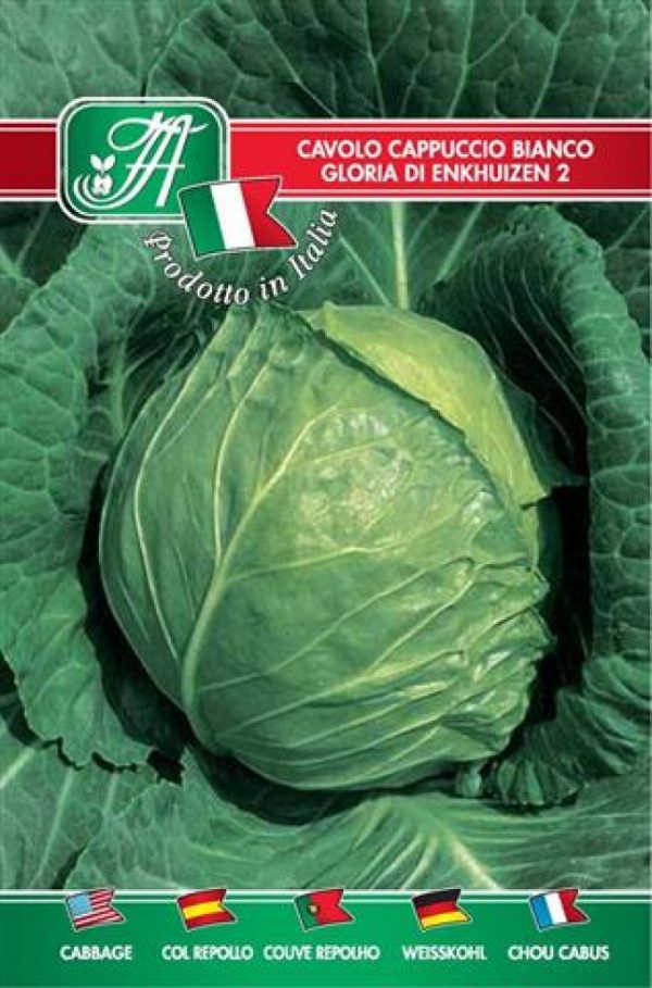 Cavolo cappuccio bianco gloria d'Enkhuizen 2